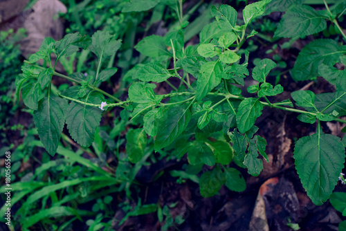 Wild Plants Growing Deep in the Forest. Untouched Forest Plants in Their Natural Home