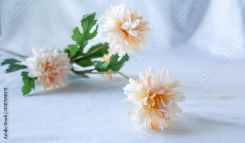 pastel chrysanthemum flowers arranged on soft white fabric