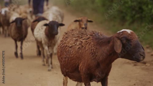 Flock of Sheep with Shepherd Walking through Village Path Kenya