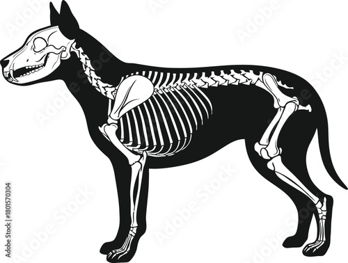 Illustration of a dog skeleton overlaid on a black silhouette