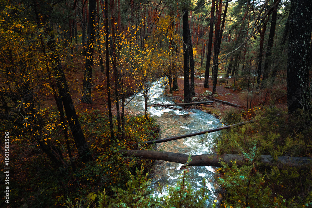 Obraz premium El otoño sobre el bosque y el rio que crece