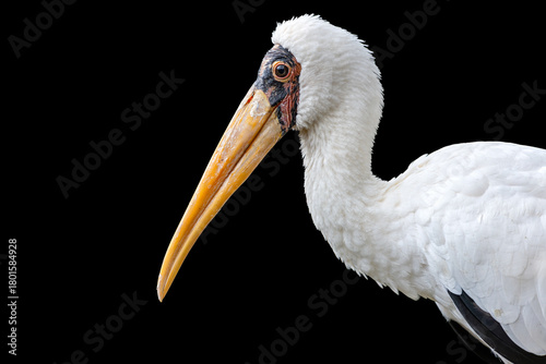 Yellow-billed stork close-up portrait isolated on black. Large African stork Mycteria ibis with white feathers on the long neck, red facial skin and long decurved yellow bill on the black background.