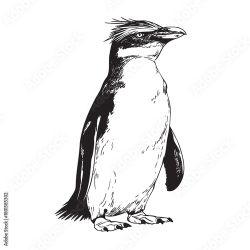 Black and white scratchboard drawing of a standing rockhopper penguin.