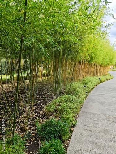 bamboo forest in Japanese garden