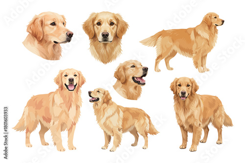Golden retriever dogs vector illustration design