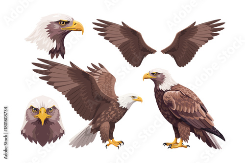 A collection of eagle vector illustrations. Vector clipart designs of predatory birds with clean backgrounds.