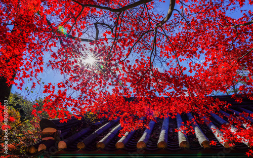 Gimcheon, Gyeongsangbuk-do, South Korea - November 11, 2025: Late autumn scenery of Jikjisa Temple in Gimcheon, featuring red maple trees, a tranquil traditional tiled roof, and long, distinct shadows