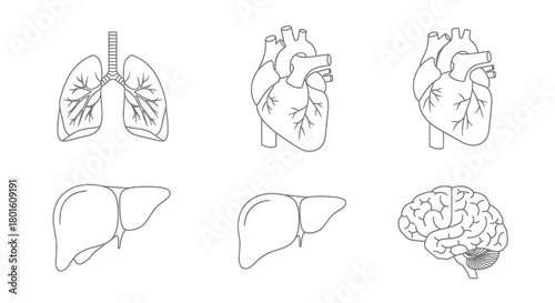 Comprehensive collection of detailed line art vector illustrations depicting vital human internal organs such as lungs, heart, liver, and brain, ideal for anatomical and medical educational resources