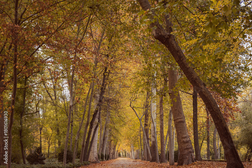 Autumn tree tunnel on the way to infinity