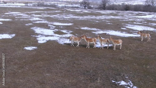 Aerial photography: a group of Onagers (Equus hemionus) against the backdrop of a snowy steppe landscape.