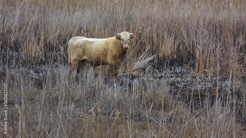 A male domestic cow against the background of autumn reed beds in the Danube floodplains.