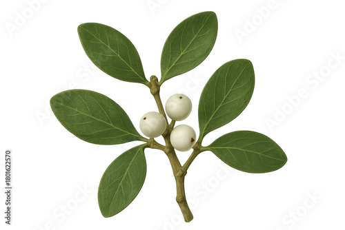Wallpaper Mural Mistletoe sprig with green leaves and white berries on transparent background, symbolizing christmas holiday tradition Torontodigital.ca