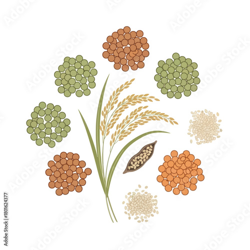 Different types of grains, seeds, and legumes arranged around a rice plant vector.