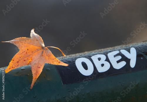 Φωτογραφία Obey sticker outdoors  on a wet metal pipe with autumn leaf