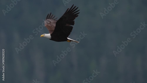 An eagle flying in slow motion looking for food over the ocean in Canada