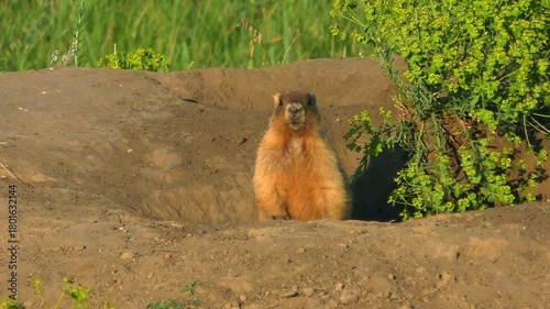 A Steppe Marmot (Marmota bobak) is half-emerging from its burrow and looking straight into the camera, close-up.