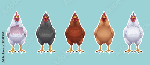 Chicken hen vector illustration set. Female chickens vector clipart design. Farm animals