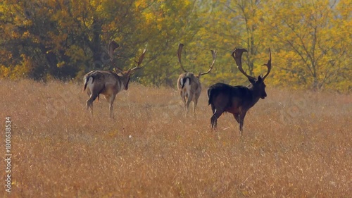 Several male European fallow deer walk across the golden autumn steppe towards the forest in the rays of the setting sun.