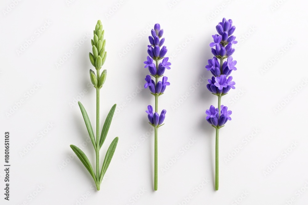 Obraz premium Three lavender spikes arranged in neat gradient from tight bud to full bloom on white background for herbal spa aromatherapy and wellness themes