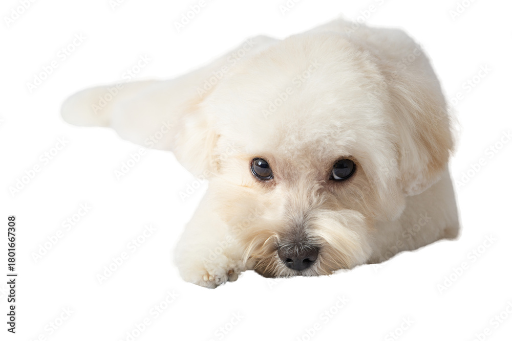 Obraz premium White Maltipoo dog png without background, with fun and curious poses