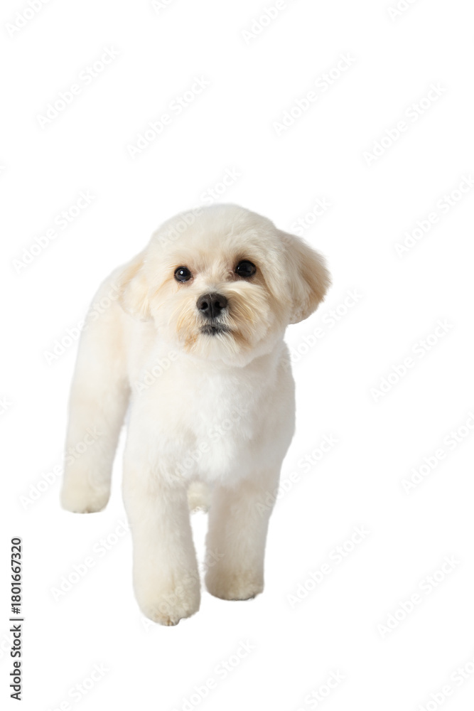 Obraz premium White Maltipoo dog png without background, with fun and curious poses