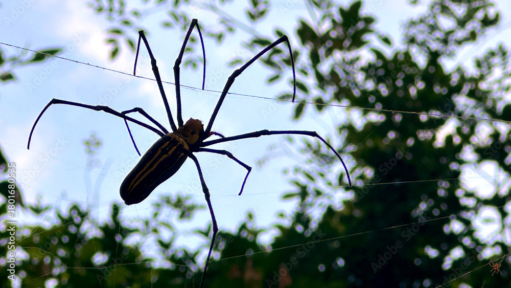 Obraz premium In the wilderness of Cambodia, Siem Reap