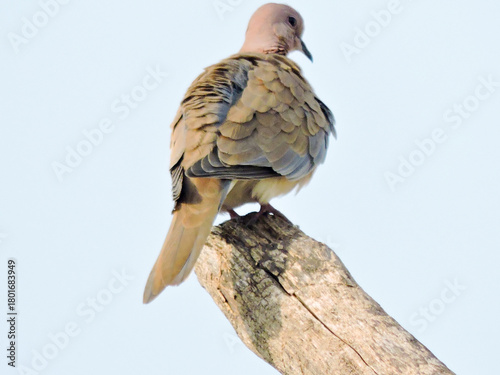 Carta da parati small, long-tailed dove is a resident breeder across Africa, the Middle East, an