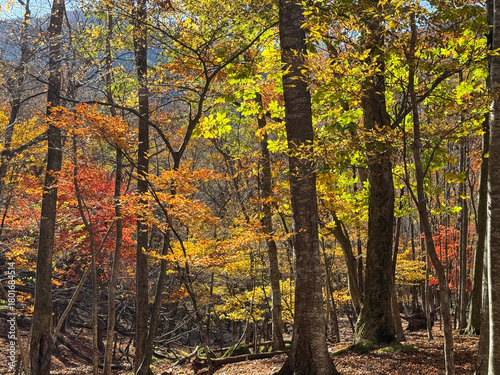 御在所岳千種街道沿いの紅葉の森