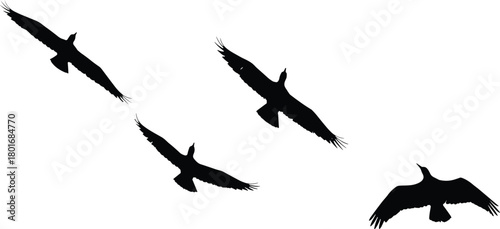 Silhouette of flying birds in sky, freedom wildlife background, migratory birds in motion, black bird shapes isolated on white background, nature art