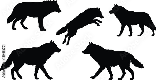 Wolf silhouettes collection, wild animal vector illustration, black wolf design, walking running jumping poses, forest wildlife artwork, predator canine graphic