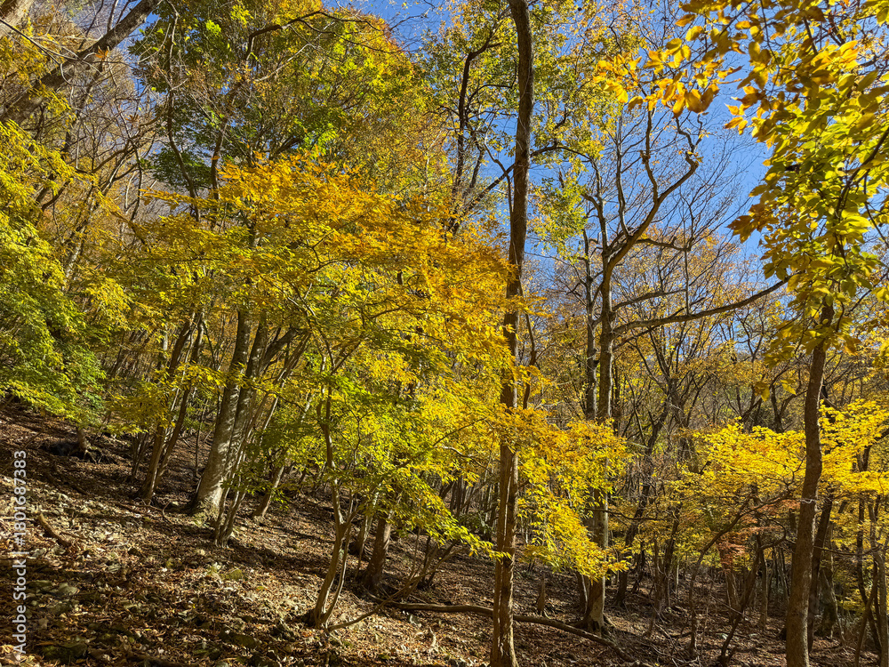 Fototapeta premium 御在所岳千種街道の黄色いイタヤカエデ
