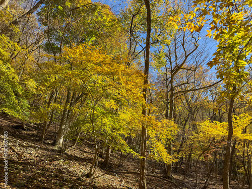 御在所岳千種街道の黄色いイタヤカエデ