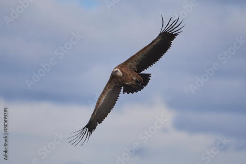 Griffon vulture soaring in the sky with widespread wings