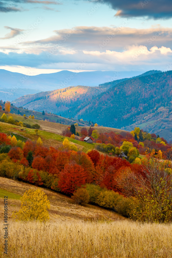 Obraz premium mountain landscape of ukraine countryside on autumn morning. beautiful view of carpathian range with dappled light on forested slopes in colorful foliage. picturesque place with rolling hills