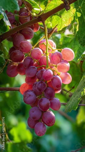 Clusters of Ripe Grapes Hanging From a Vine in a Lush Vineyard During Late Af...