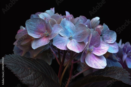 Colorful Hydrangea Flowers Display Vibrant Pink and Blue Hues Against a Dark ...