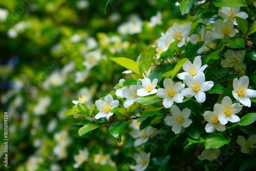 White Flowers Blooming on Green Bushes in Sunlight During Springtime