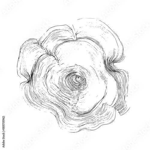Detailed tree ring illustration wood texture art black and white drawing nature growth pattern design 100 char