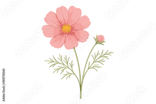 Pink cosmos flower in full bloom with delicate foliage and closed bud