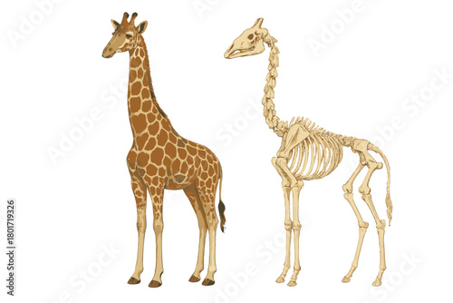 Giraffe animal anatomy comparison showing external appearance and internal skeleton structure
