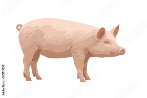 Domestic pink pig standing in profile view isolated on white background