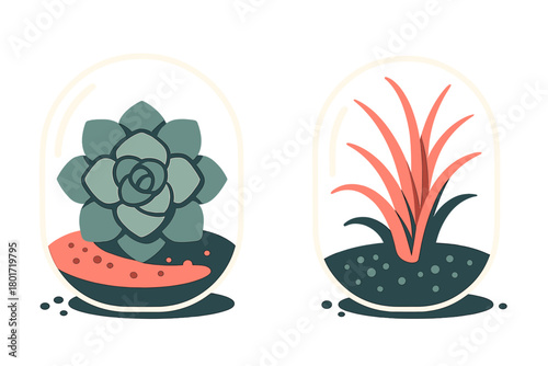Stylized succulent and air plants displayed in modern glass terrariums