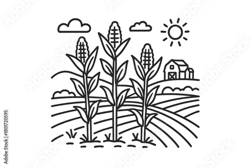 Mature corn stalks growing in cultivated field with barn and bright sun
