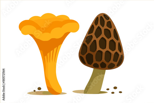 Chanterelle and Morel edible mushroom pair isolated on white background