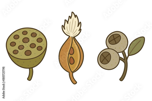 Three stylized botanical seed pods and fruits icons set