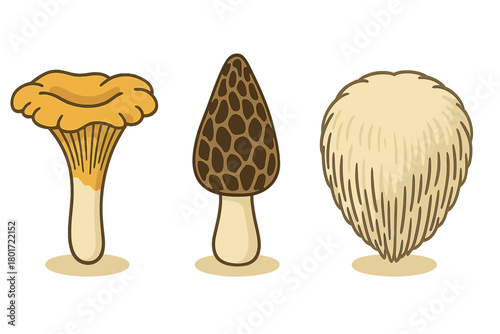 Chanterelle Morel and Lion's Mane Edible Mushroom Assortment
