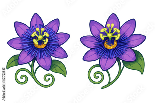 Vibrant purple passion flowers with detailed green leaves and curling tendrils