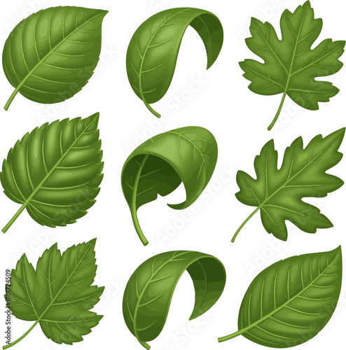 Isolated a kinds of deferent Green leaves set of different projections. 3d vector realistic. Ecology, bio and natural products concept vector art with white background.