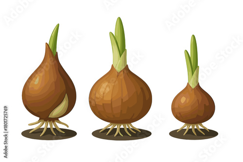 Flower bulbs sprouting with roots developing in dark soil