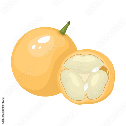 Mafai fruit. Vector illustration. Highlights, shadows. Isolated on white background.